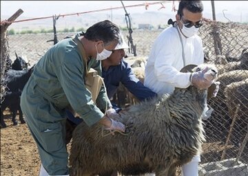 بیش از یک میلیون راس دام در کردستان مایه‌کوبی  می‌شود