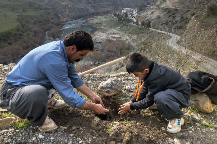 ۶۰۰ هزار اصله نهال در کردستان توزیع می‌شود