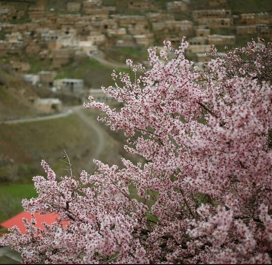 شکوفههای بهاری در کردستان