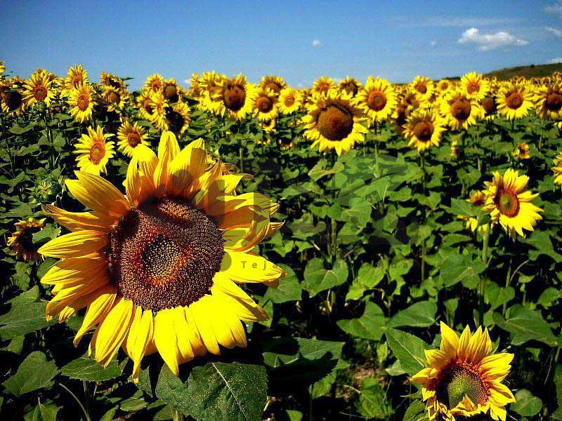 مزرعه گلهای آفتابگردان