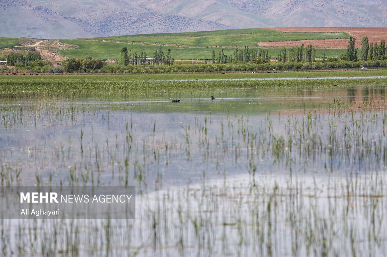آب تالاب آق‌قلعه نقده سرریز کرد