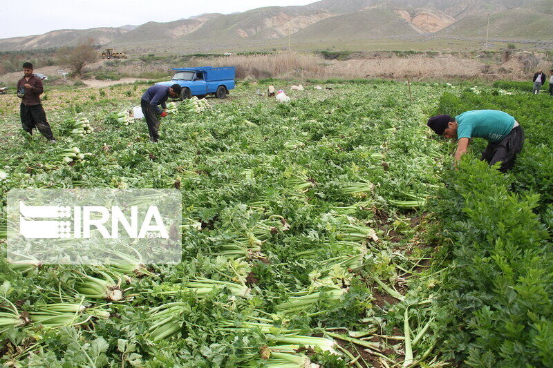 آبیاری مزارع سبزیجات و صیفی‌جات با فاضلاب در تهران رو به کاهش است