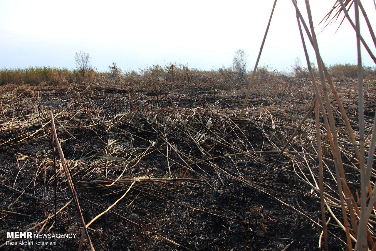 آتش سوزی نیزارهای تالاب انزلی مهار شد