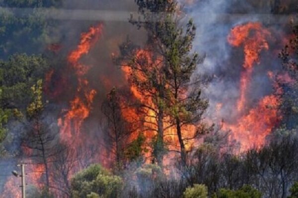 آتشسوزیهای بیسابقه در جنگلهای کردستان؛ ۲۶۳ فقره آتشسوزی در ۸ ماه