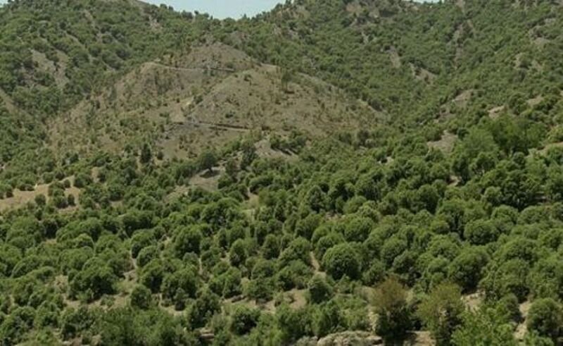 آخرین وضعیت طرح احداث جاده در جنگل‌های بلوط فریدون‌شهراصفهان