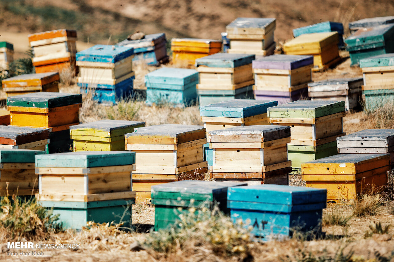 آذربایجان‌غربی پایتخت عسل کشور است