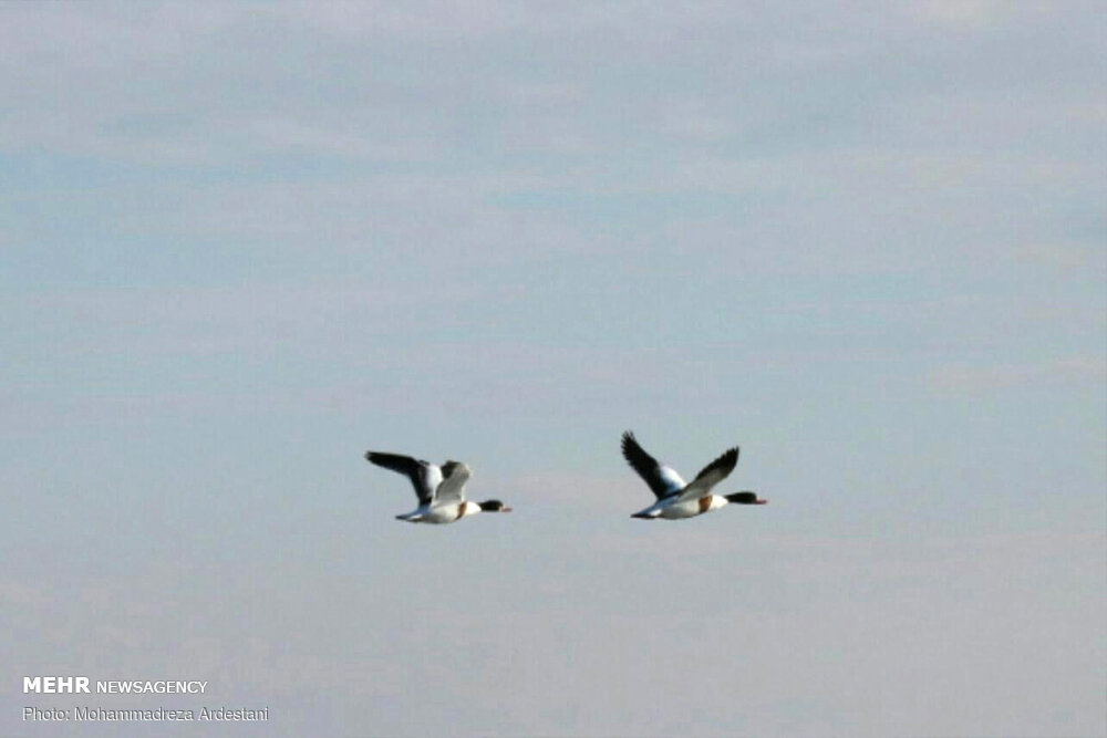 آسیب تخریب زیستگاه جانوران در ورامین از شکار آنها بیشتراست