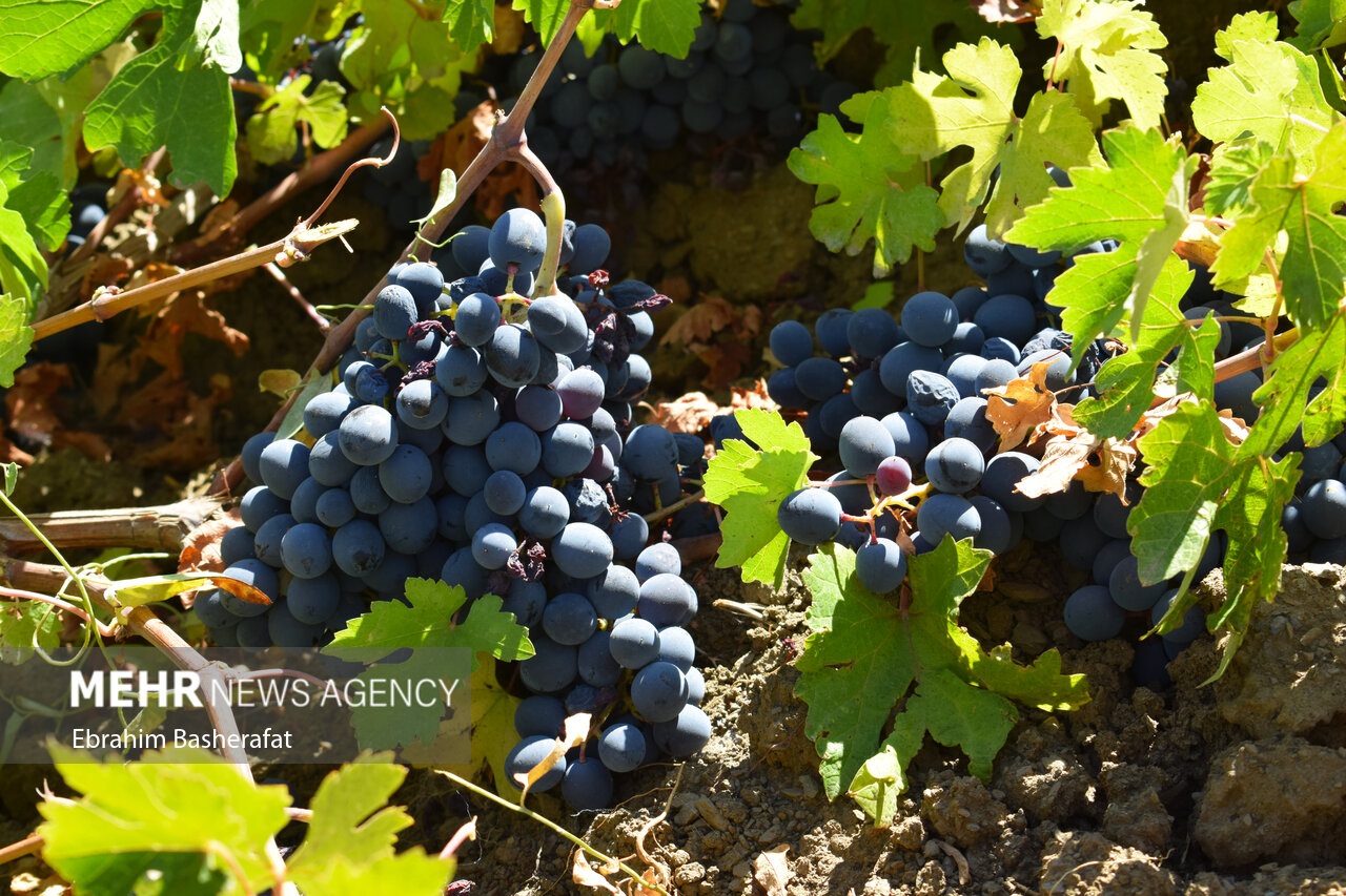 آغاز خرید توافقی انگور سیاه تولیدی در کردستان