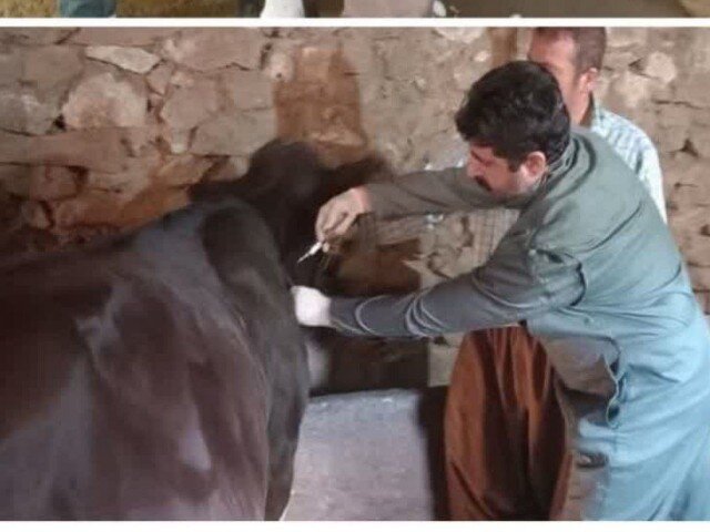 آغاز واﮐﺴﯿﻨﺎﺳﯿﻮن نوبت دوم ﺗﺐ ﺑﺮﻓﮑﯽ در شهرستان سقز 