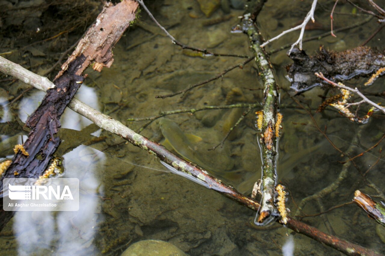 آغاز پروژه احیای اکوسیستم پارک جنگلی النگدره گرگان