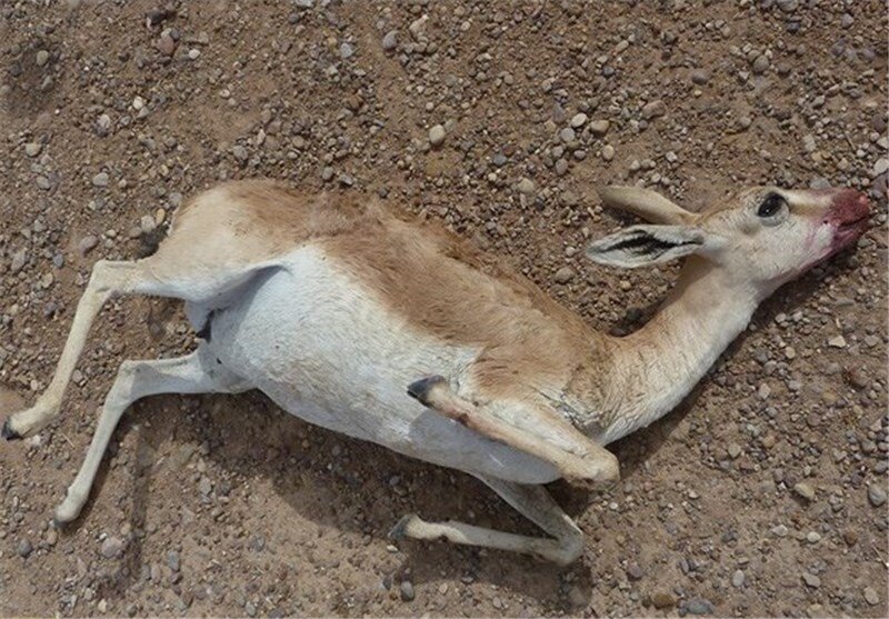 آهوی ماده در تصادف خودروهای عبوری در منطقه حفاظت شده کهیاز
تلف شد