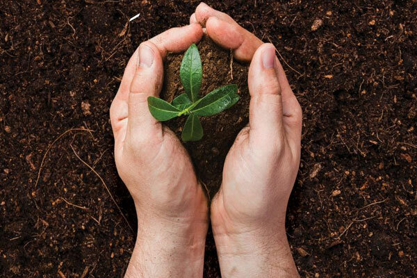 آیین درختکاری در سروآباد