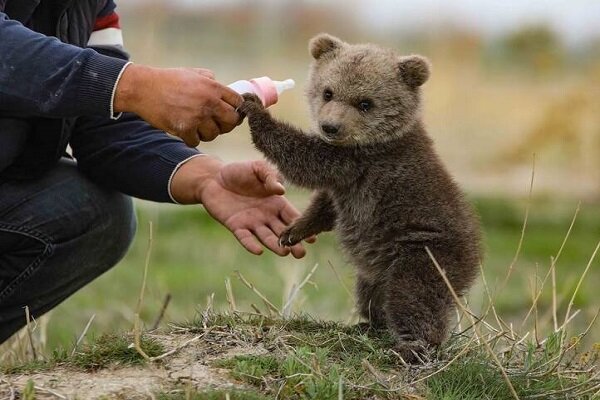 ابهام در سرنوشت تولهخرس گمشده پردیسان