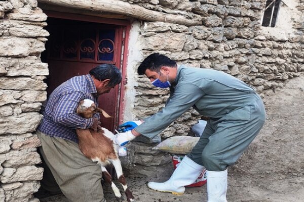 اجرای طرح جهادی دامپزشکی در روستای «برده سفید»مریوان