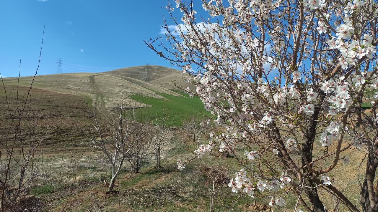 احترام کردها به شاه‌مردان در روز طبیعت/مسافران نوروزی نهال کاشتند
