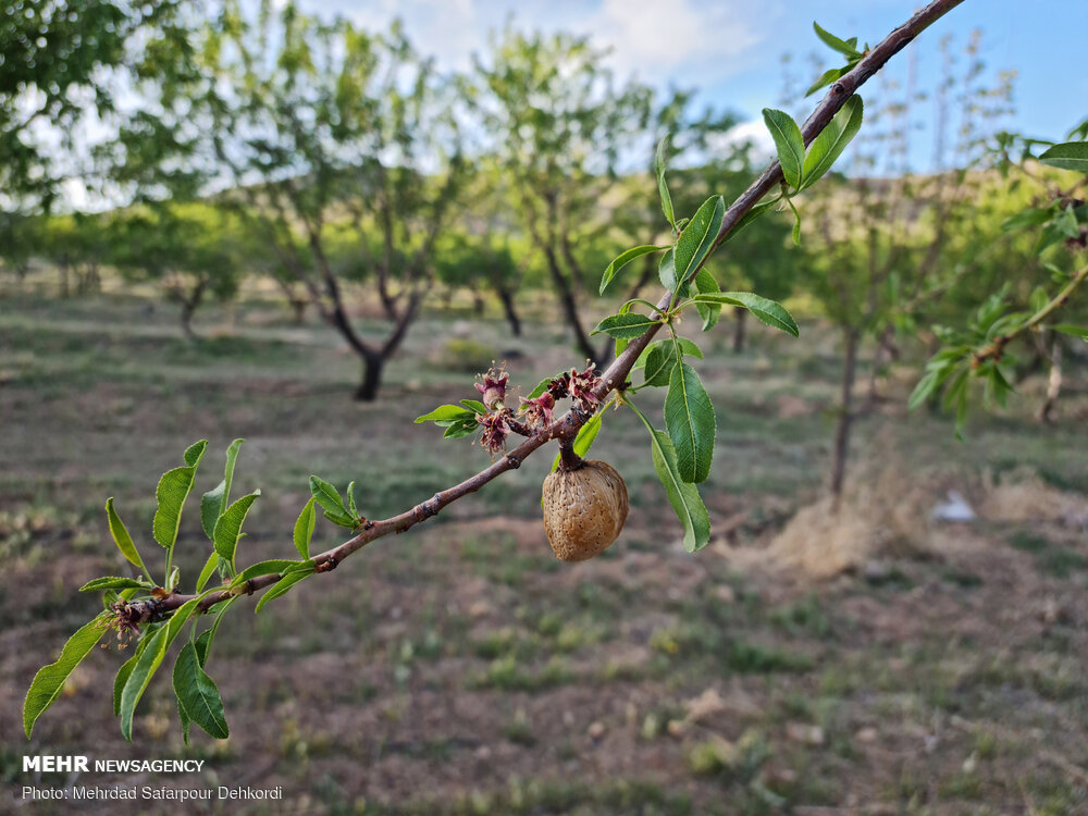 احتمال سرمازدگی محصولات باغی در اردبیل/مسیل‌ها سیلابی می‌شوند