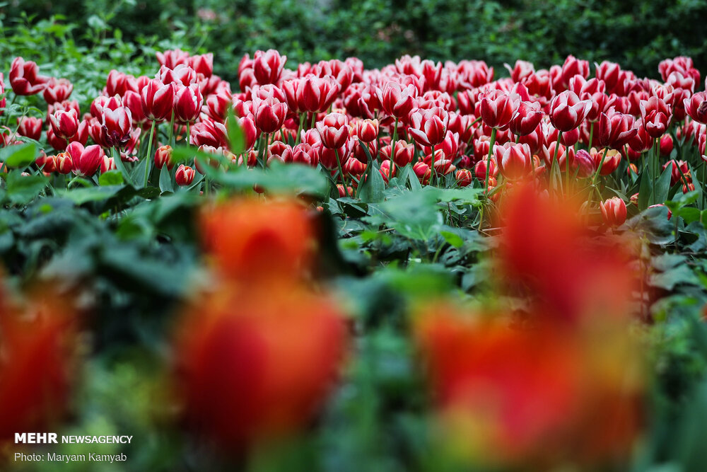 ارائه دستورالعملهایی برای حفاظت از باغهای تاریخی