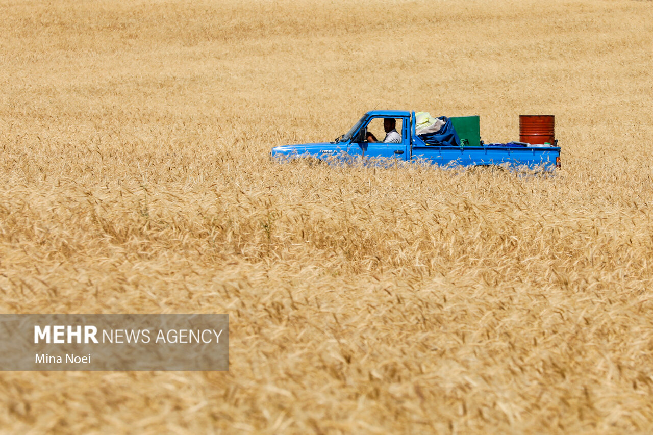 ارسال ۲۳۶ هزار تن گندم مازاد بر نیاز مصرف کردستان به ۹ استان
کشور