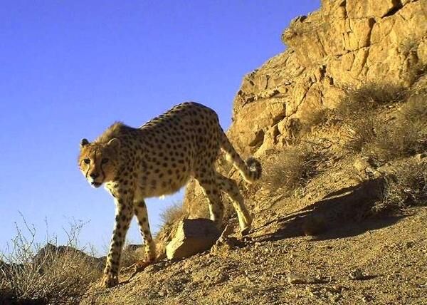 استقرار یگان حفاظت محیط زیست سمنان و پارک ملی توران برای حفاطت از یوز مادر و توله همراه