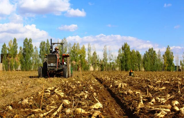 اصغری: ۲ میلیون تن چغندرقند در آذربایجان غربی برداشت می شود