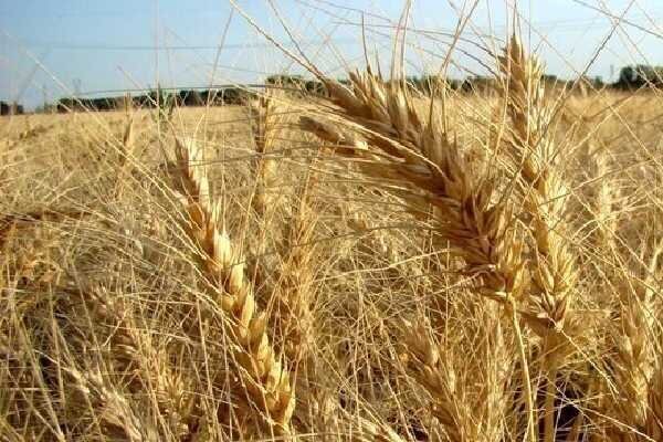 افزایش نرخ خرید گندم مطالبه اصلی کشاورزان کردستانیاست