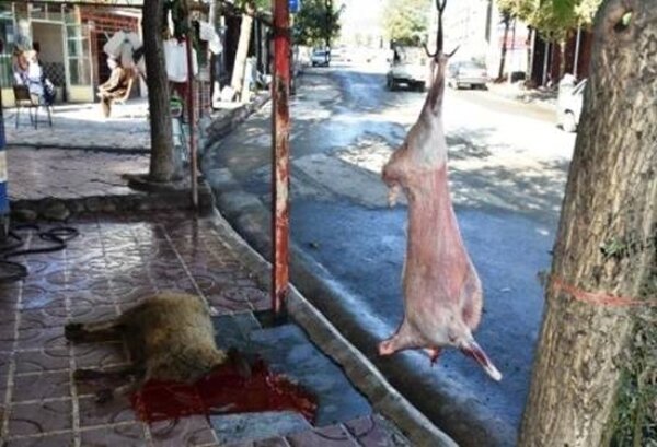 افزایش نگرانی در خصوص کشتار اسب و دام های آلوده درکردستان