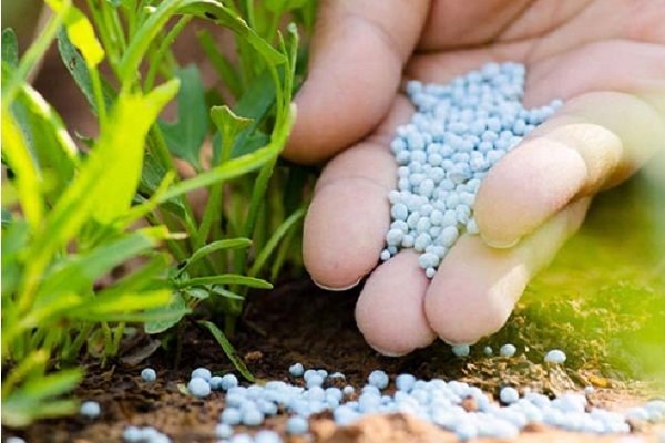 افزایش ۱۳ درصدی سهمیه کود کشاورزی در کردستان