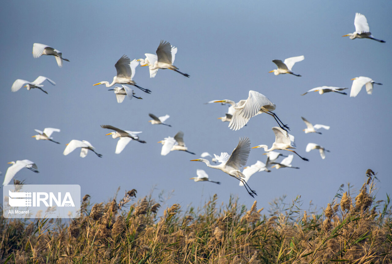 افزون بر۷ درصد پرندگان آبزی و کنارآبزی در فهرست سرخ IUCN قرار دارند