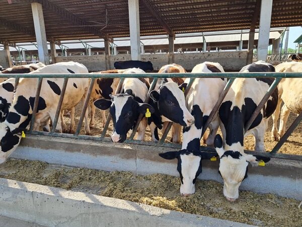 اقتصادی کردن صنعت دامپروری بااستفاده از الحاق ژن در پلدشت