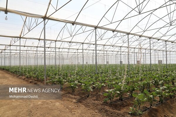 امجدی: ۱۳۵ واحد گلخانه ای در ارومیه فعالیت می کند