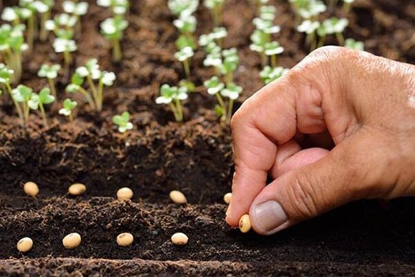 امسال ۱۸ هزار تن بذر گندم آبی در کشور تولید می شود