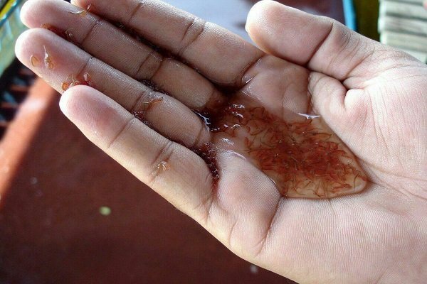 امسال ۲۰۰ تن سیست و بیومست آرتمیا در آذربایجان غربی تولید می
شود