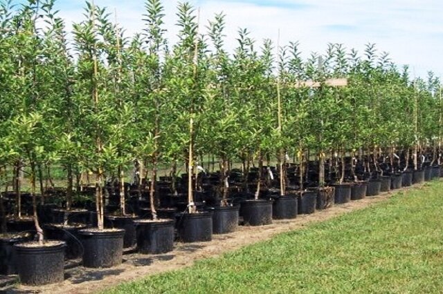 امضای قرارداد ۵۴ هزار هکتار طرح زراعت چوب در خوزستان