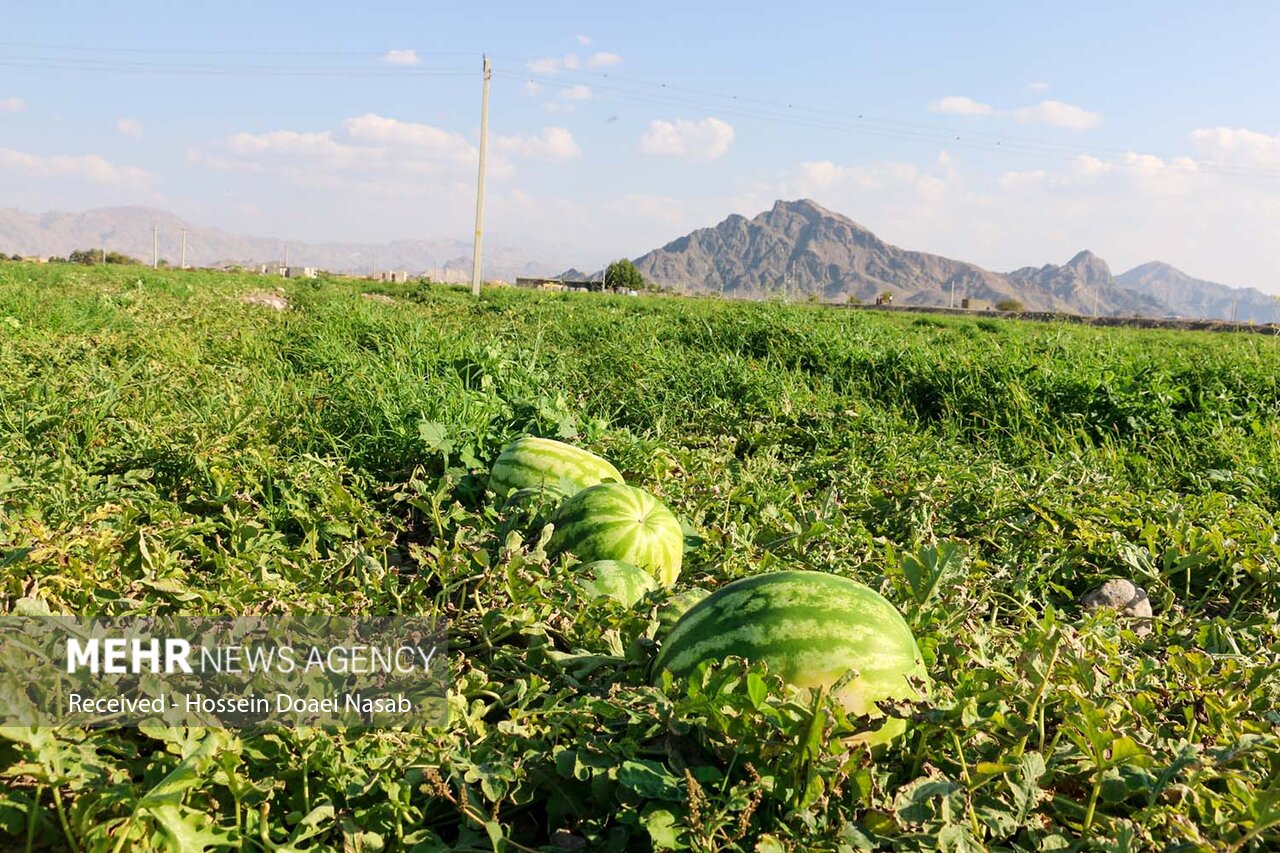 امکان خرید ۹ کیلوگرم میوههای یلدایی در میادین با ۱۰۰ هزار تومان