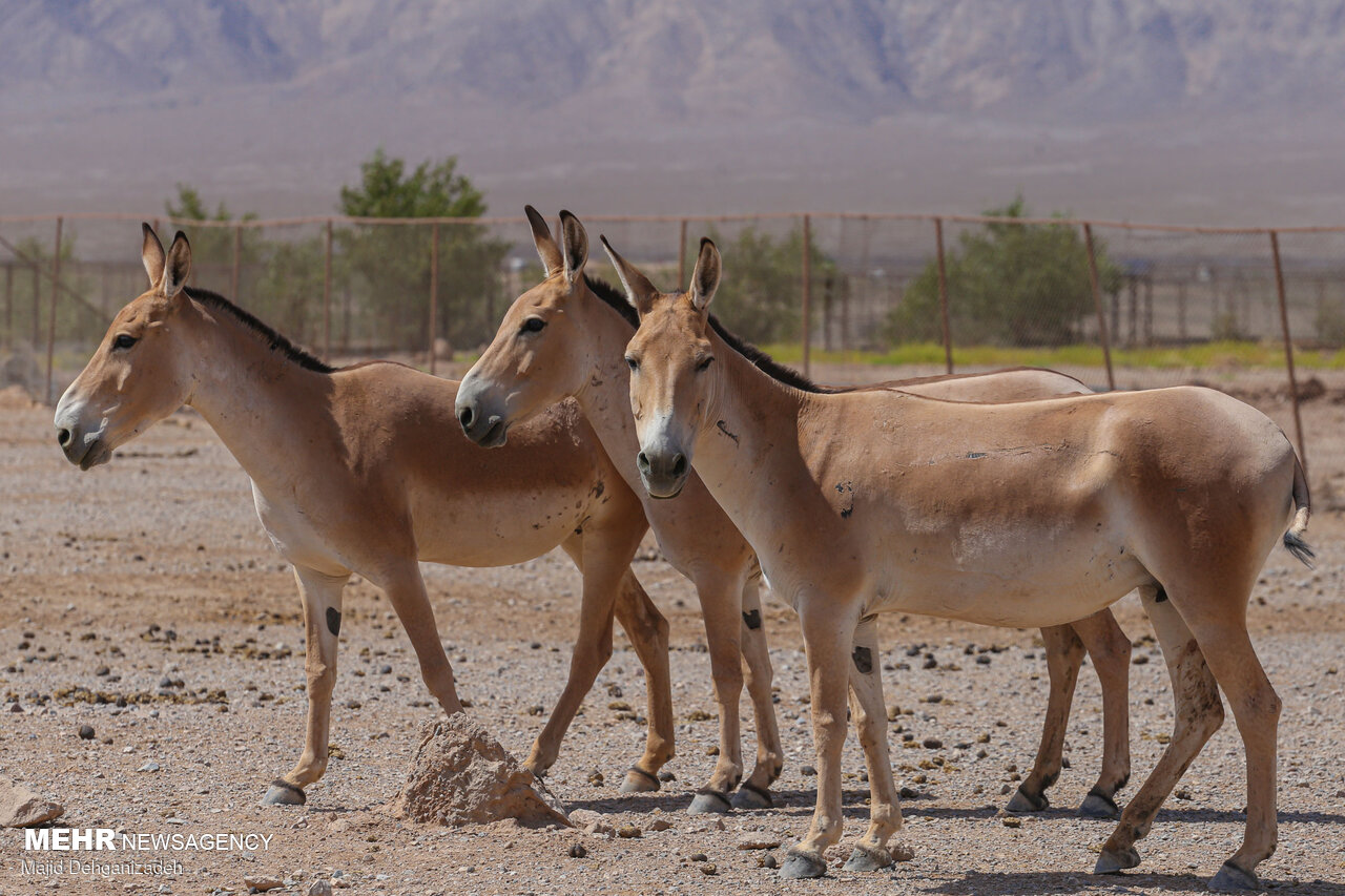 انتقال و رهاسازی ۴راس گورخر از خارتوران شاهرود به پارک ملی
گرمسار