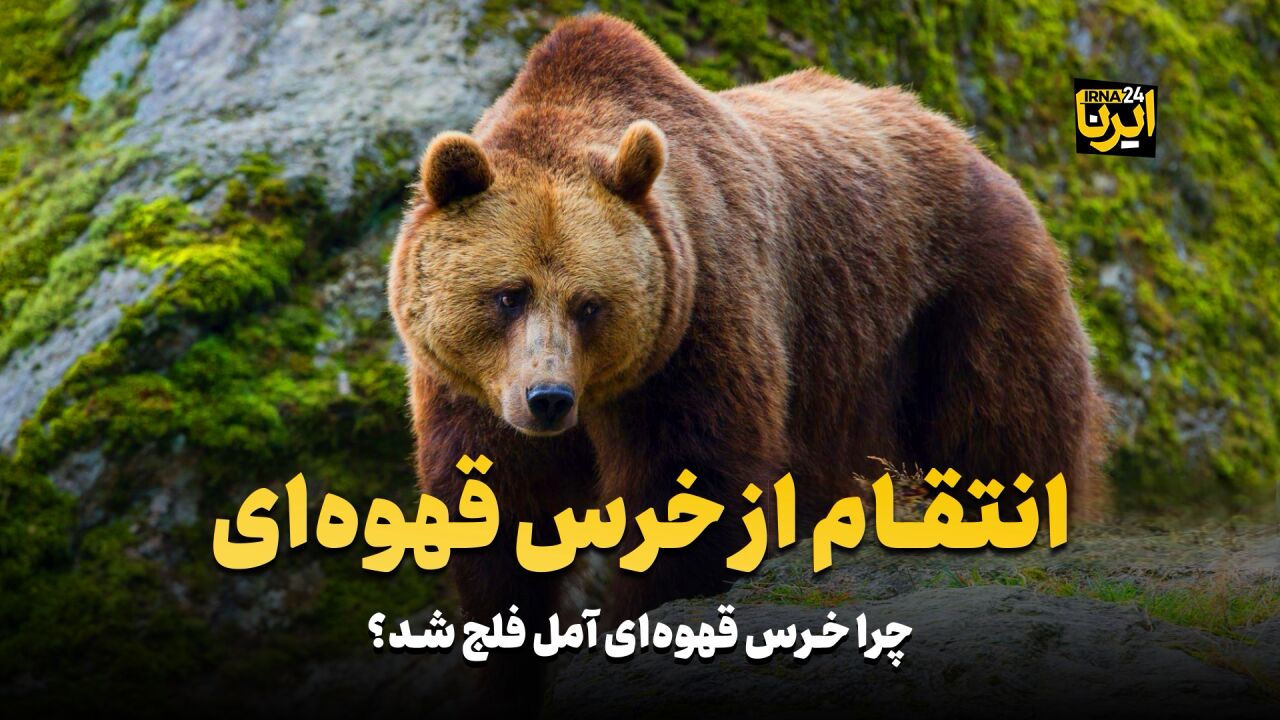 انتقام از خرس قهوه ای