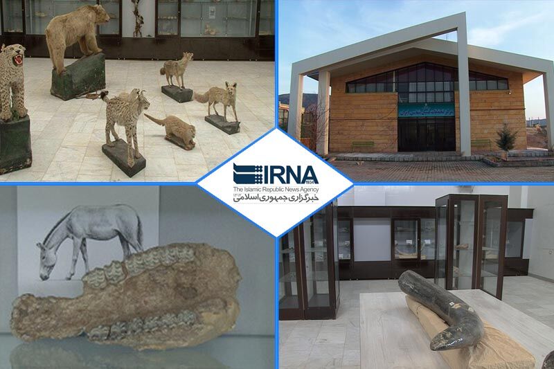 انجمن دیرینهشناسی بر ضرورت وجودی مرکز تحقیقات فسیلشناسی تاکید کرد