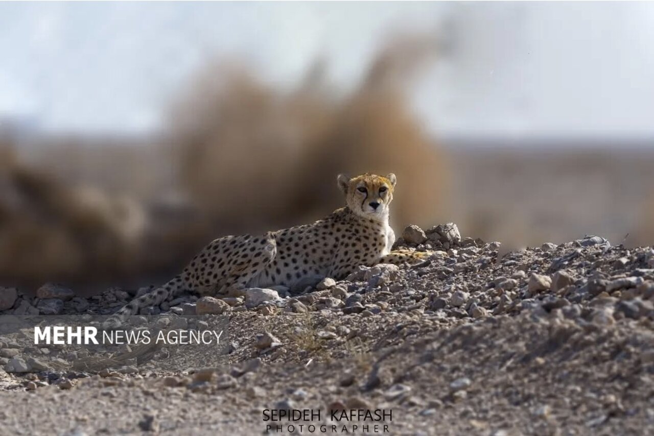 انقراض یوزپلنگ آسیایی در صورت تامین نشدن اعتبارات حفاظت قطعی است 