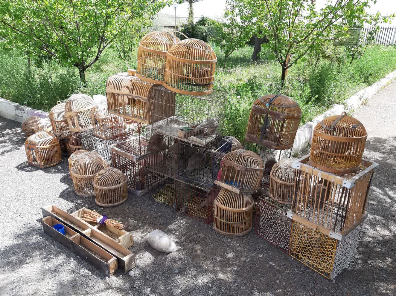 انهدام باند قاچاق کبک‌های وحشی با هوشیاری محیط بانان سنندج