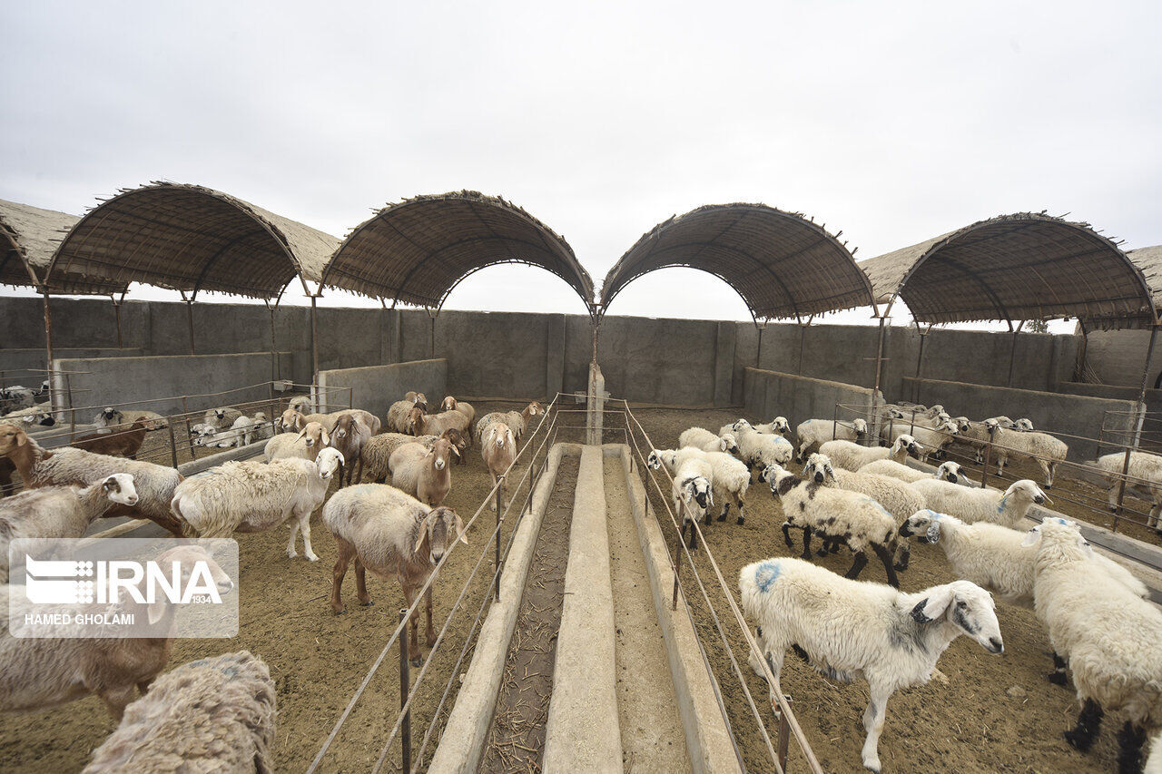 اوقاف کردستان برای ۶۰ خانوارده روستایی شغل ایجاد کرد