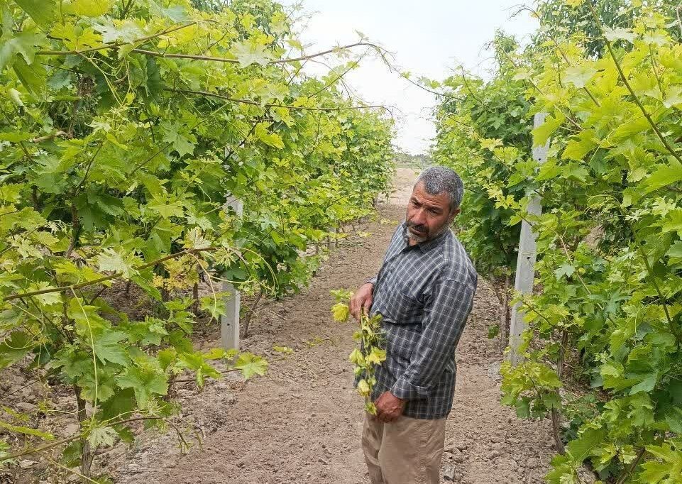 اینفوگرافیک؛ تولید سالانه ۵۴۵ هزار تن محصول باغی در کردستان