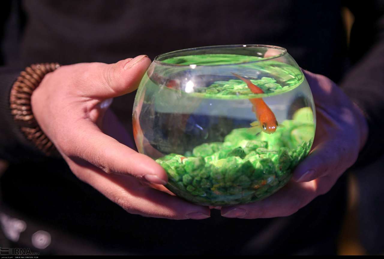 با ماهی هفتسین در پایان نوروز چه کنیم؟