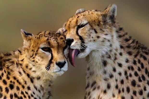 بارداری «ایران» قطعیت ندارد/خطر سونوگرافی برای مادرپیروز