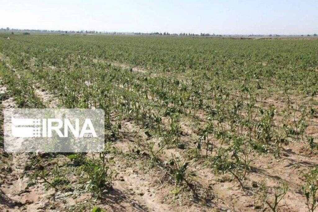 بارش های بهاره بیش از ۱۱۴ میلیارد ریال خسارت به بخش کردستان وارد کرد