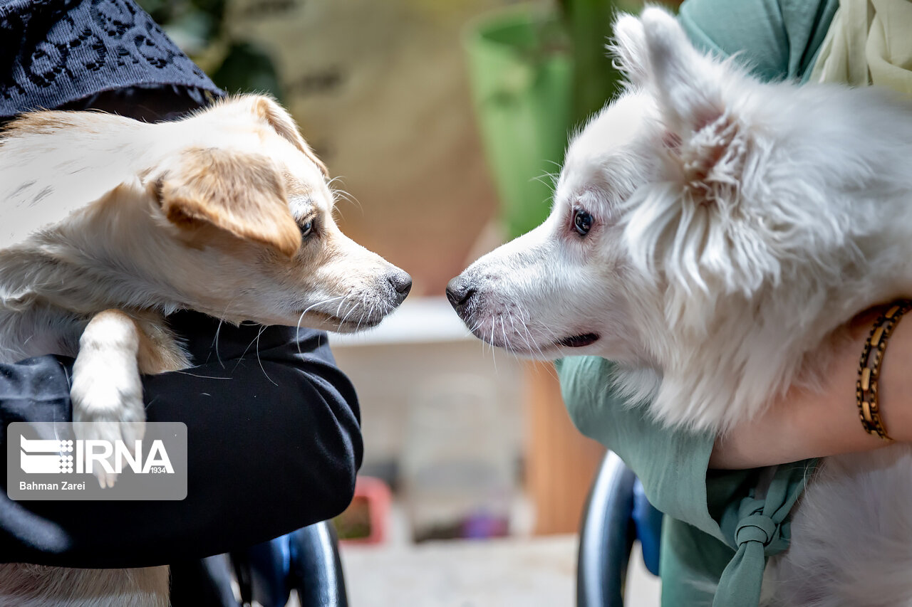 بازار غیرمجاز خرید و فروش حیوانات خانگی ساماندهی میشود