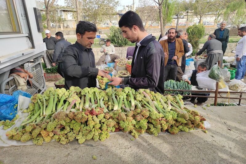 بازار گیاهان بهاری بانه