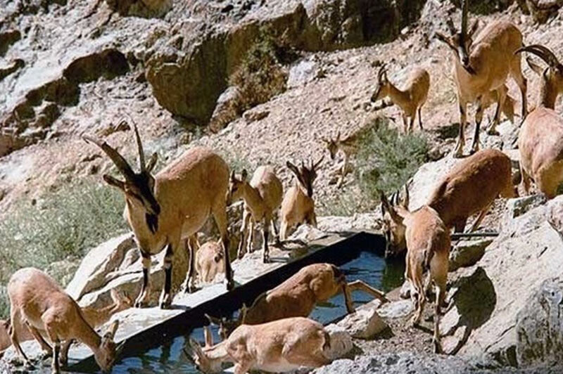 بازگرداندن ۳۰۰ گونه جانوری به طبیعت کردستان