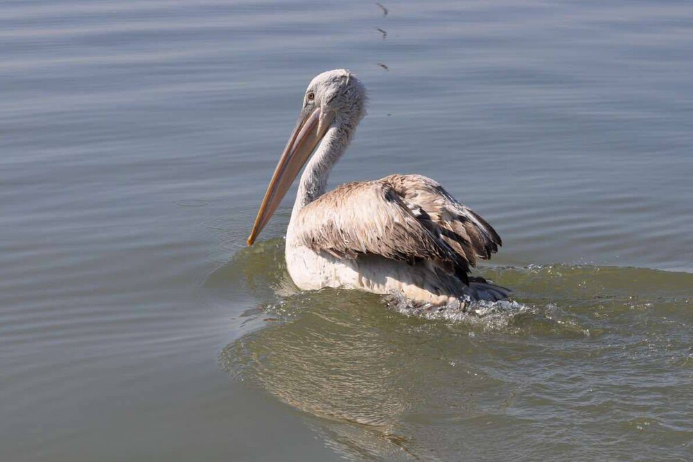 بازگشت پلیکان‌های آغشته به نفت خام به طبیعت در
خوزستان