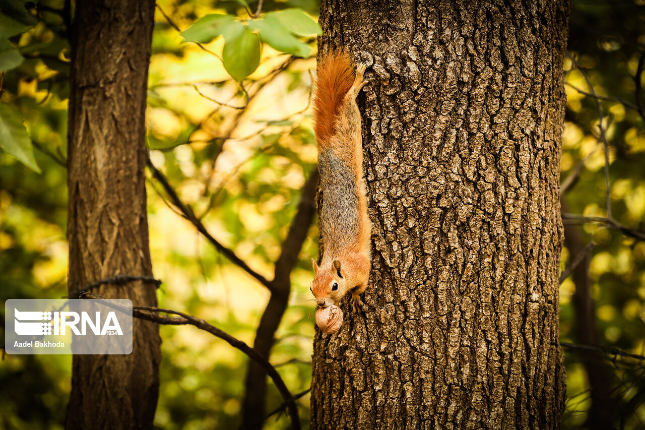 بر سر باغبان میلیون دلاری جنگلهای زاگرس چه آوردهایم؟