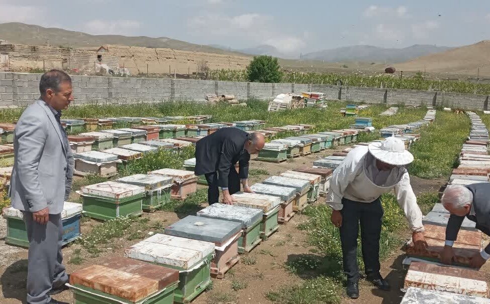 برخورد با عاملان تلفات زنبورها بر اثر سموم غیر مجاز در آذربایجان غربی